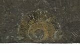 Dactylioceras Ammonite Cluster - Posidonia Shale, Germany #100244-2